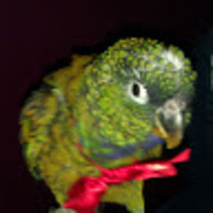 Meet your Posher, Laura